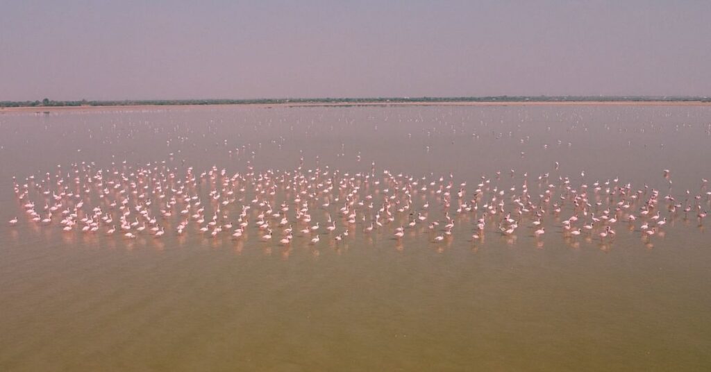 Aerial view of migratory pink flamingos gathered in shallow waters of Sambhar Lake, Rajasthan, forming soft patterns across the salt lake landscape during winter migration.