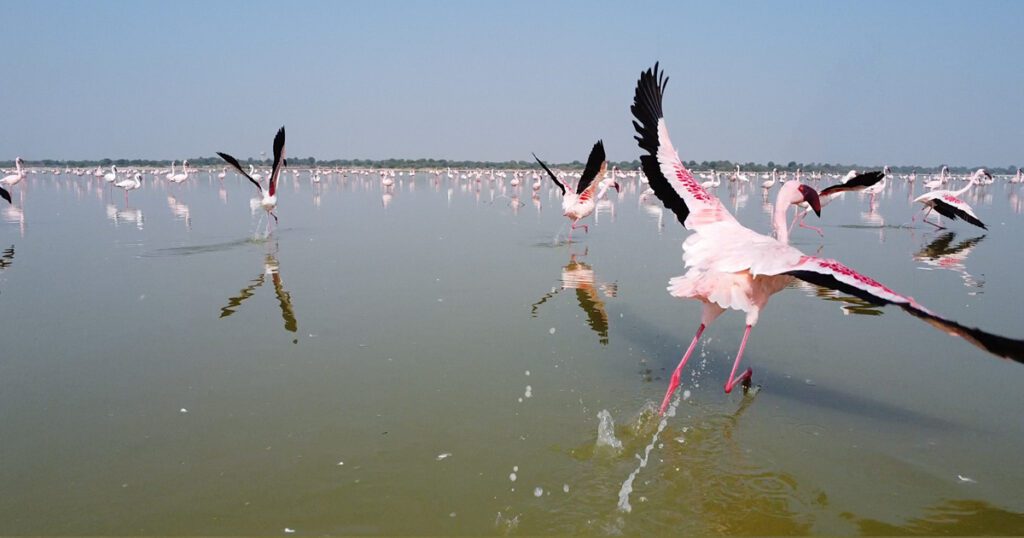 Flock of pink flamingos flying and wading in the water at Sambhar Lake Rajasthan – best spot for birdwatching, wildlife photography, and migratory birds in India